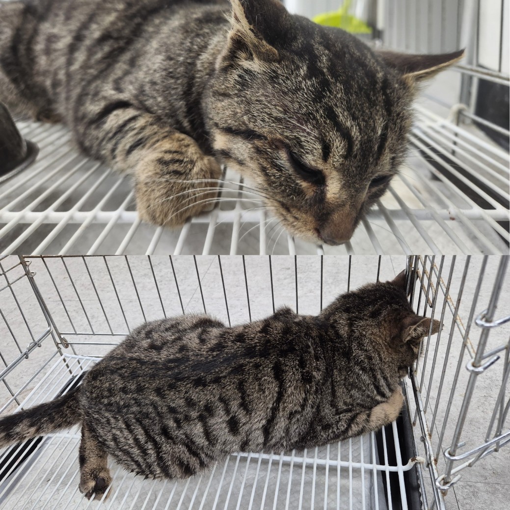 유기동물 - 한국 고양이